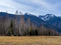 Moorwiese mit Birkenreihe, Bergwald und darüber Zwölferspitz und Hochgern
